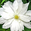 Клематис Галіна Нолл / C2 / 3 роки / Clematis Halina Noll, фото 8