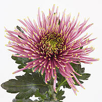 Хризантема Tula Sharletta (Тула Шарлетта) одноголова, великобарвна розсада