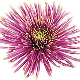 Хризантема Tula Sharletta (Тула Шарлетта) одноголова, великобарвна розсада, фото 2