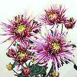 Хризантема Tula Sharletta (Тула Шарлетта) одноголова, великобарвна розсада, фото 3