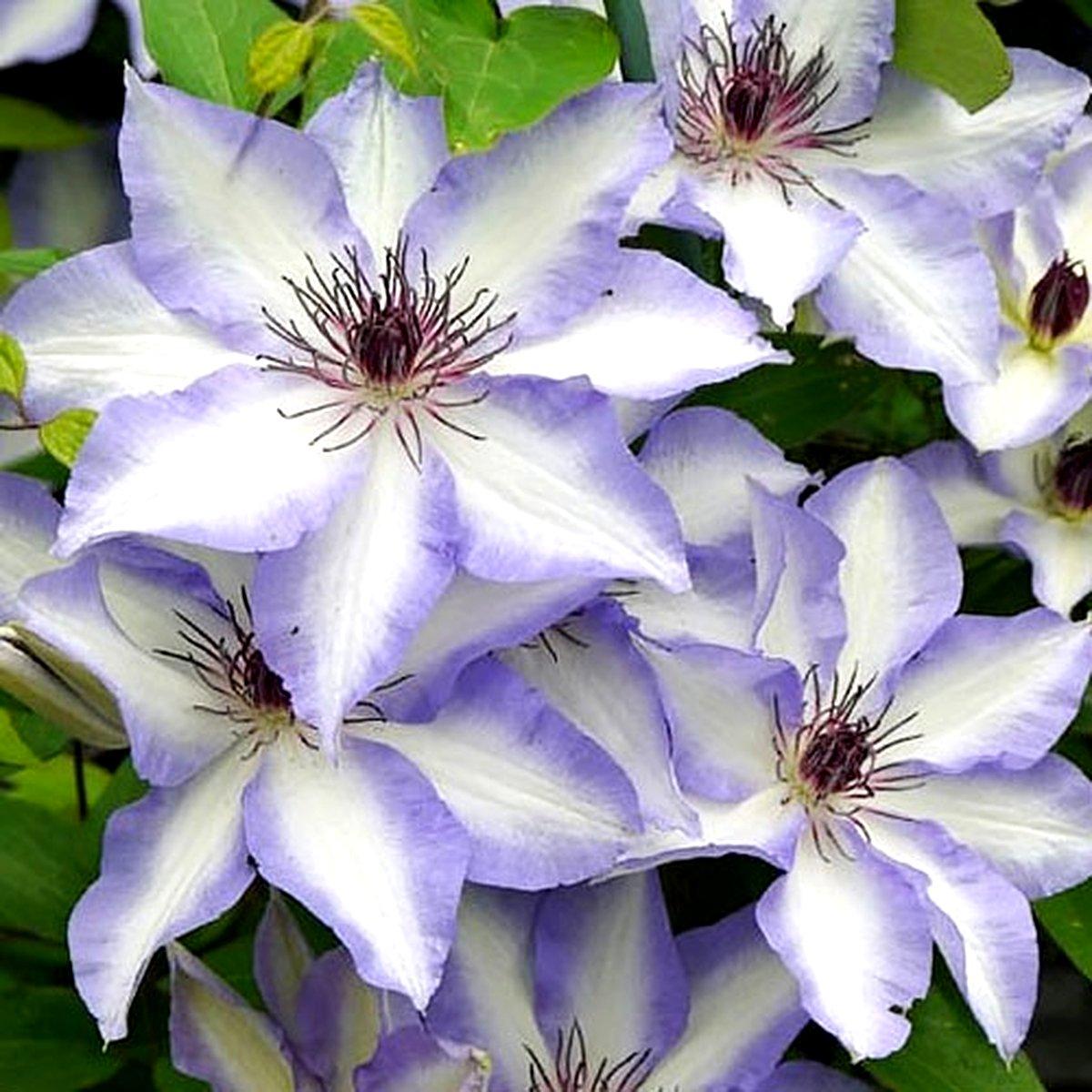 Клематис Іван Олссон / C2 / 3 роки / Clematis Ivan Olsson
