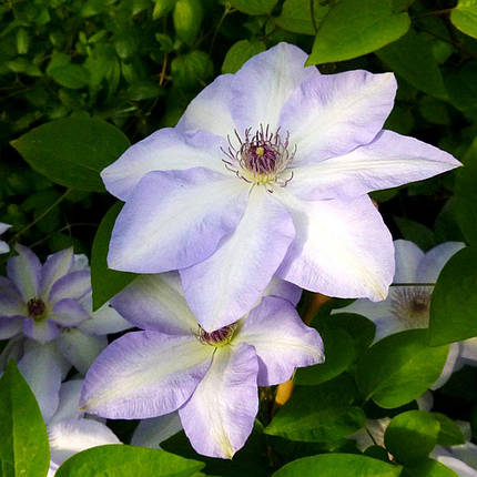 Клематис Іван Олссон / C2 / 3 роки / Clematis Ivan Olsson, фото 2