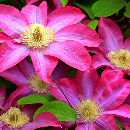 Клематис Какіо / C2 / 3 роки / Clematis Kakio (Pink Champagne), фото 2