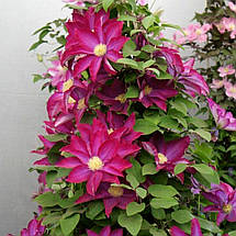 Клематис Какіо / C2 / 3 роки / Clematis Kakio (Pink Champagne), фото 3