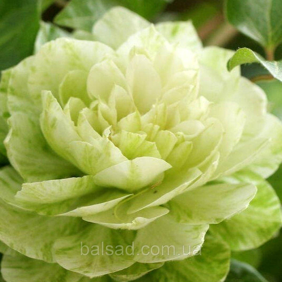 Клематис Кохана / C2 / 3 роки / Clematis Kohana