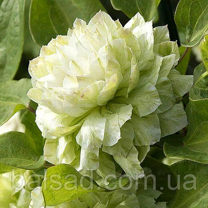 Клематис Кохана / C2 / 3 роки / Clematis Kohana, фото 3