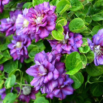 Клематис Королева Бона / C2 / 3 роки / Clematis Królowa Bona, фото 2