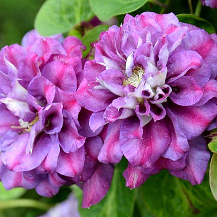Клематис Королева Бона / C2 / 3 роки / Clematis Królowa Bona, фото 1