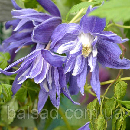 Клематис Лагун / C2 / 3 роки / Clematis Lagoon, фото 1