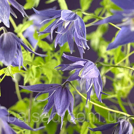 Клематис Лагун / C2 / 3 роки / Clematis Lagoon, фото 3