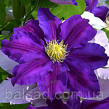 Клематис Лавендер Б'юті / C2 / 3 роки / Clematis Lavender Beauty, фото 3