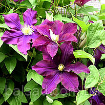 Клематис Лавендер Б'юті / C2 / 3 роки / Clematis Lavender Beauty, фото 4
