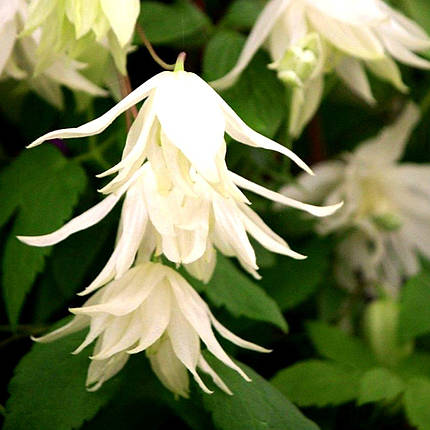 Клематис Лемон Дрім / C2 / 3 роки / Clematis Lemon Dream, фото 3