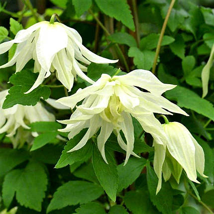 Клематис Лемон Дрім / C2 / 3 роки / Clematis Lemon Dream, фото 2