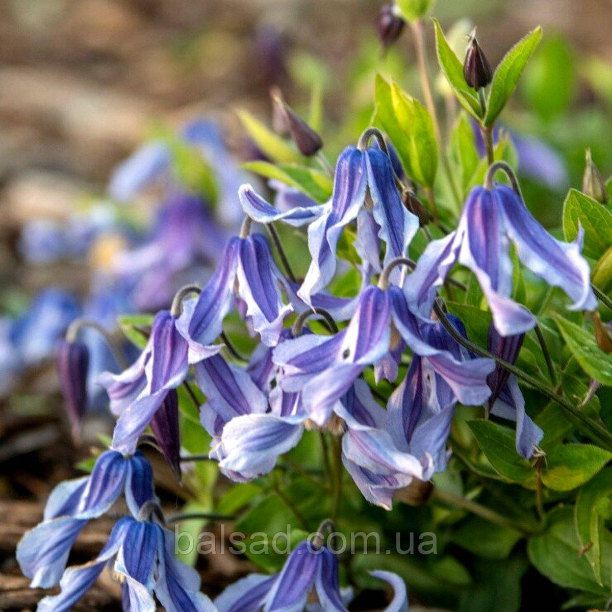 Клематис Літл Артист / C2 / 3 роки / Clematis Little Artist