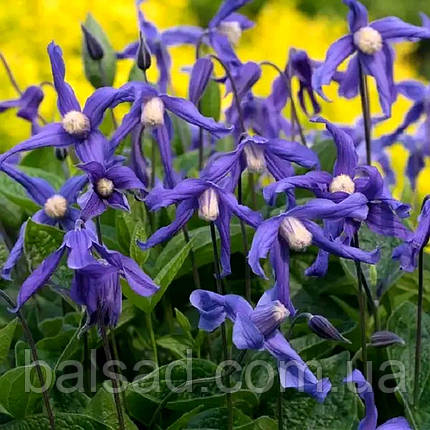 Клематис Літл Артист / C2 / 3 роки / Clematis Little Artist, фото 3