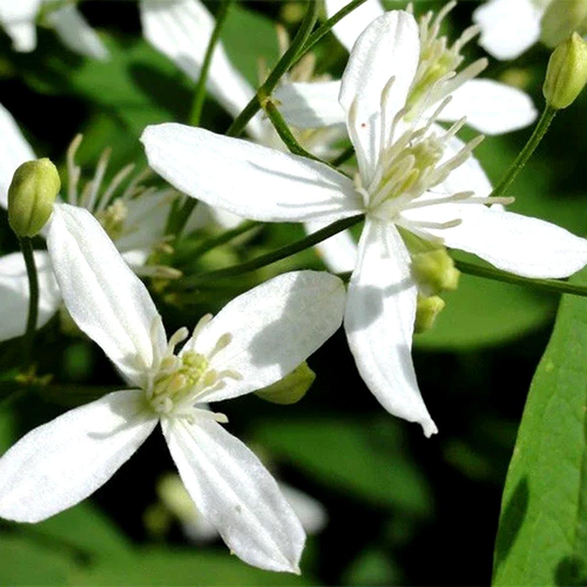 Клематис Маньчжурський / C2 / 3 роки / Clematis mandschurica
