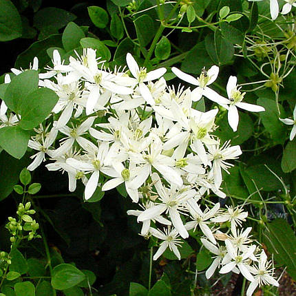 Клематис Маньчжурський / C2 / 3 роки / Clematis mandschurica, фото 2