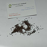 Лаванда сорт Hidcote насіння 0,1 гр. (прибл. 100 шт) (Lavándula angustifólia) багаторічна справжня вузьколиста англійська садова, фото 6