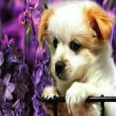 Алмазна Мозаїка