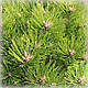 Сосна густоквіткова Аліса Веркаде (Alice Verkade), фото 2