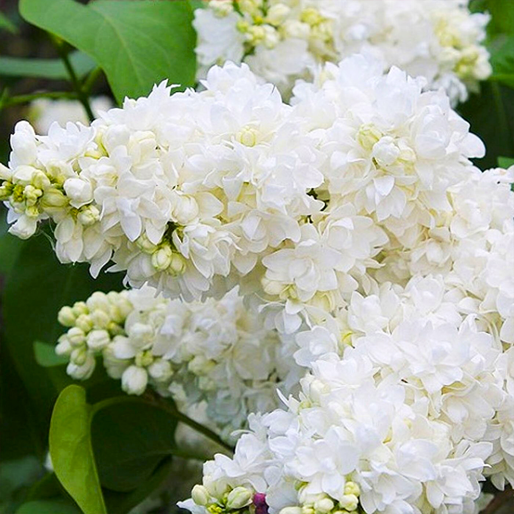 Бузок "Аліса Хардінг", фото 1