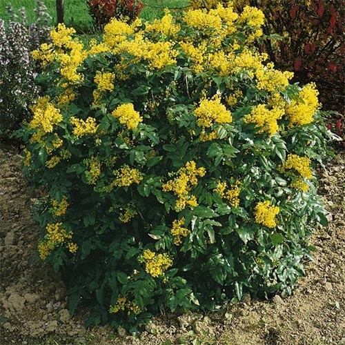 Магонія "падуболиста" (2-х літні саджанці), фото 1