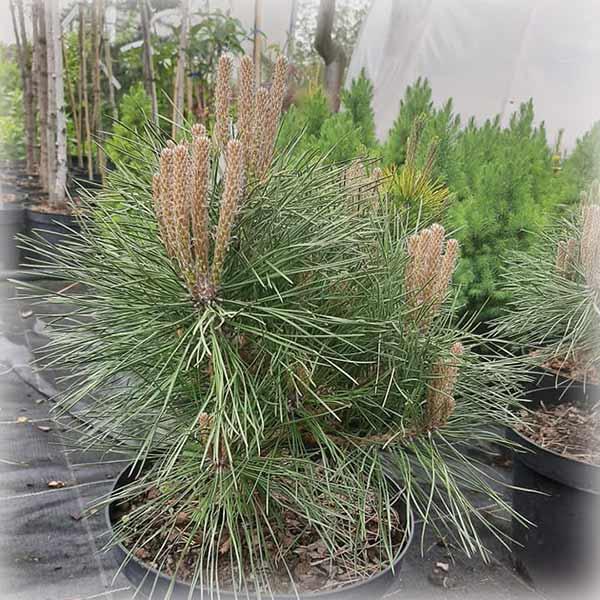 Сосна чорна Отто Компакт (Otto Compact), фото 1