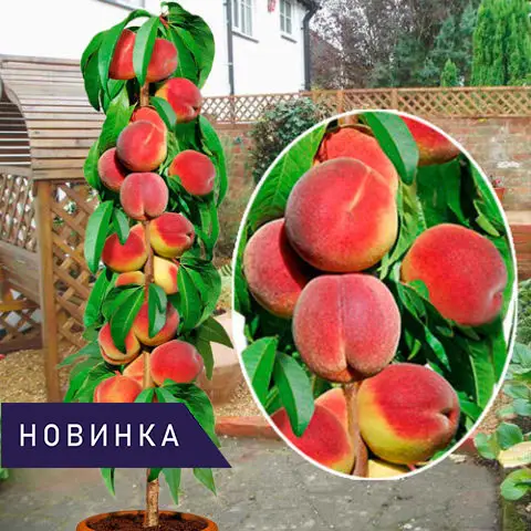 Колоновидний Персик Сувенір, фото 1
