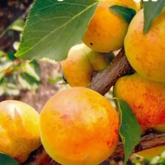 Абрикос колоновидний "Первайс" (відрізняється високою врожайністю), фото 1