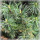 Сосна корейська Джек Корбіт (Jack Corbit), фото 2