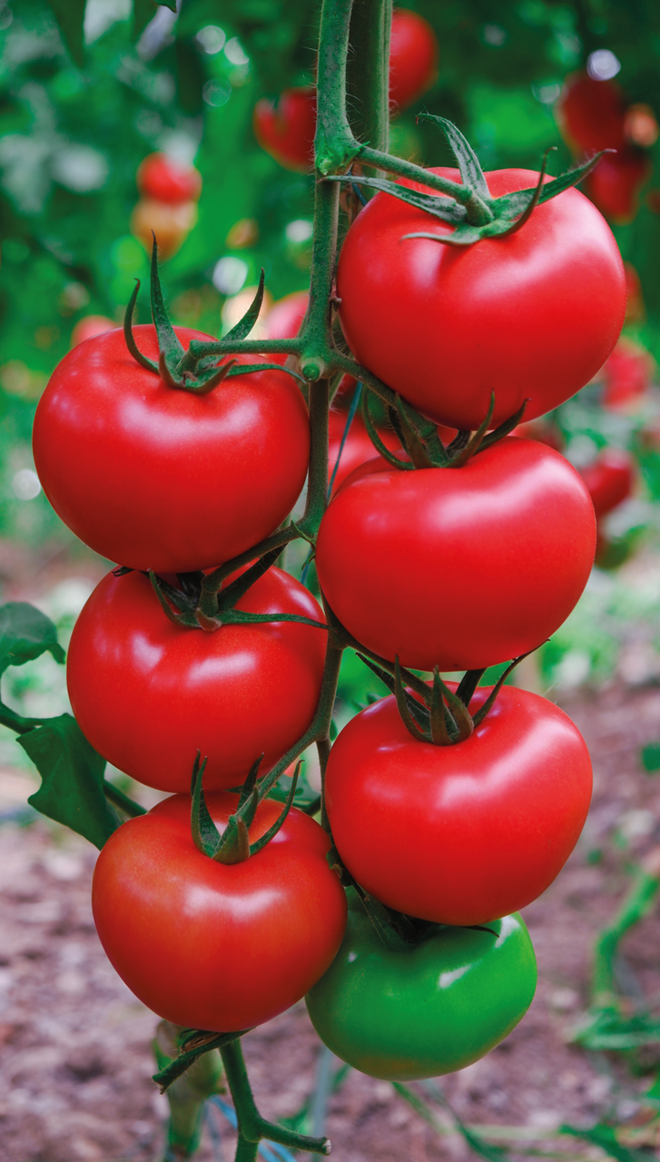 Насіння томату Квантум F1 (Kuantum F1) Manier Seeds 1000