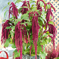 Амарант Хвостатій 0.5 г, Яскрава