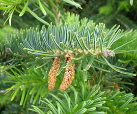 Ялиця Кілікійська 2 річна, Пихта киликийская, Abies cilicica, фото 3