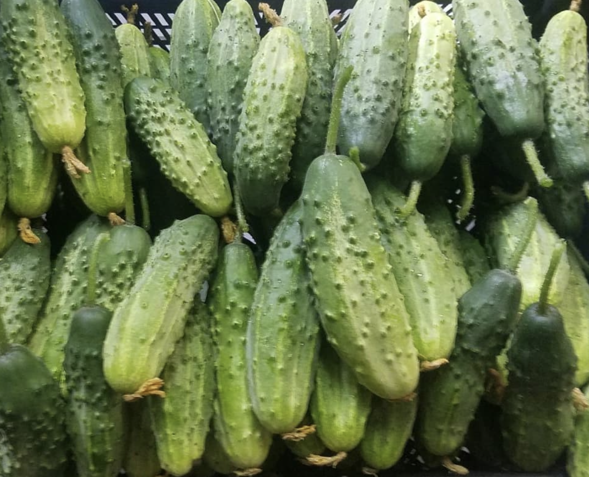 Насіння огірка Радар F1 0,5 гр, фото 1