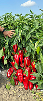 Насіння солодкого перцю Мілано F1 (Milano F1) Manier Seeds 1000, фото 3