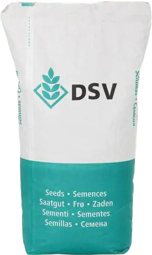Насіння озимого ріпаку Даріо (DSV) (класика)