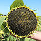 Насіння соняшнику АМАТО (гранстар), фото 2