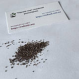 Монарда Крапчаста насіння 0,01 гр. (прибл. 70 шт) (Monarda punctata) багаторічна бергамот плямистий, кінська м'ята, фото 7