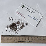 Монарда Крапчаста насіння 0,01 гр. (прибл. 70 шт) (Monarda punctata) багаторічна бергамот плямистий, кінська м'ята, фото 8