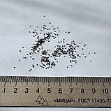 Чебрець Лимонний насіння 0,01 гр. (прибл. 40 шт) (Thymus citriodorus) багаторічний тим'ян цитрусовий, фото 9
