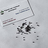 Шавлія відхилена насіння 0,05 гр (прибл 30 шт) (Salvia pratensis), фото 3