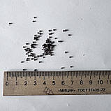 Шавлія відхилена насіння 0,05 гр (прибл 30 шт) (Salvia pratensis), фото 8