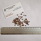 Тамарілло Томатне дерево насіння (20 шт) (Cyphomandra betacea) цифомандра помідорне дерево, фото 3