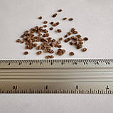 Тамарілло Томатне дерево насіння (20 шт) (Cyphomandra betacea) цифомандра помідорне дерево, фото 8