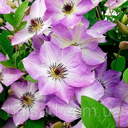 Клематис Монінг Скай / С2 / 3 роки / Clematis Morning Sky, фото 1