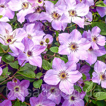 Клематис Монінг Скай / С2 / 3 роки / Clematis Morning Sky, фото 3