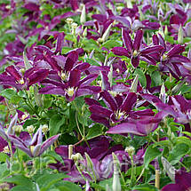 Клематис Полонія Реститута / 3 роки / Clematis Polonia Restituta, фото 4