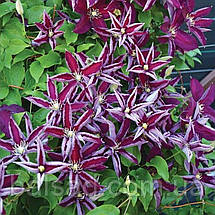 Клематис Полонія Реститута / 3 роки / Clematis Polonia Restituta, фото 5