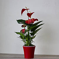 Антуріум Red Bool червоний